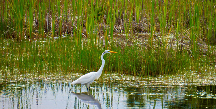 Why Birds Are Reptiles in the Evolutionary Sense