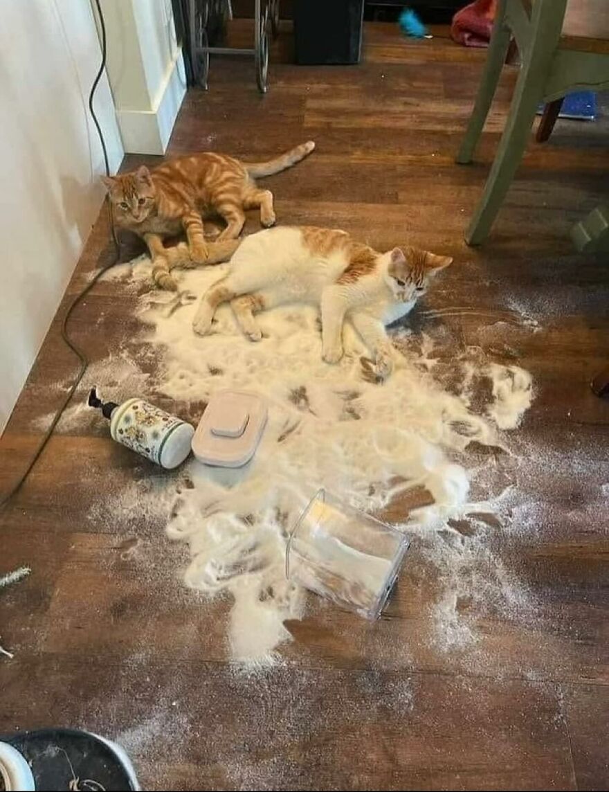 Crime scene: The Great Flour Disaster.