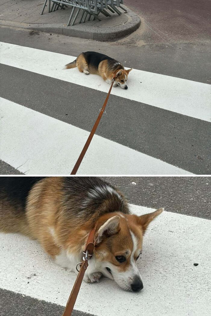 "The Sheer Drama When He’s Not Ready To Go Home"