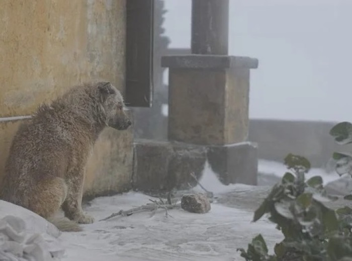 Tung DQ, a user on the Motorcycle Forum, noticed a puppy left in the cold by its owner. They shared the photos and then decided to talk with the owner.