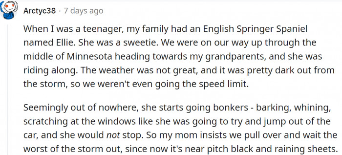 English Springer Spaniel named Ellie saved her family from a tornado