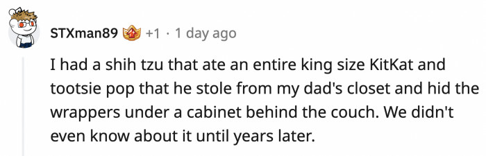 That KitKat bar is bigger than the shih tzu, but he survived