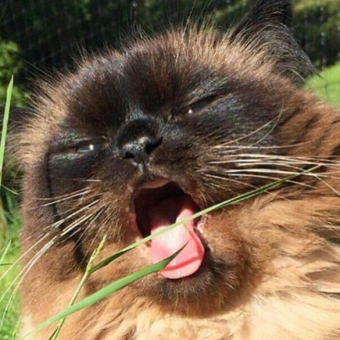 Cat with bright supernatural aura, text “ARISE” and “powerful blep”