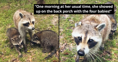 Wholesome Moment Rescued Raccoon Brings Her New Babies And Introduces Them To Her Hooman (Video)