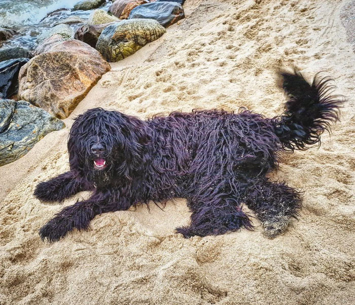 13. Bergamasco Sheepdog