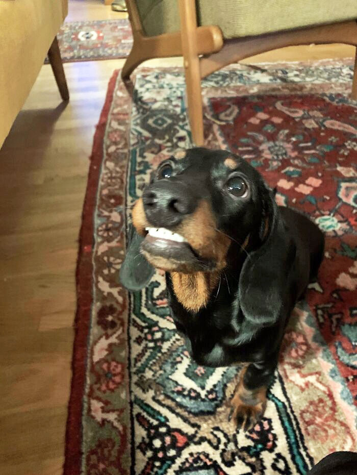 "My Derpy Dachshund Puppy Drutten Has Some Dry Teeth"