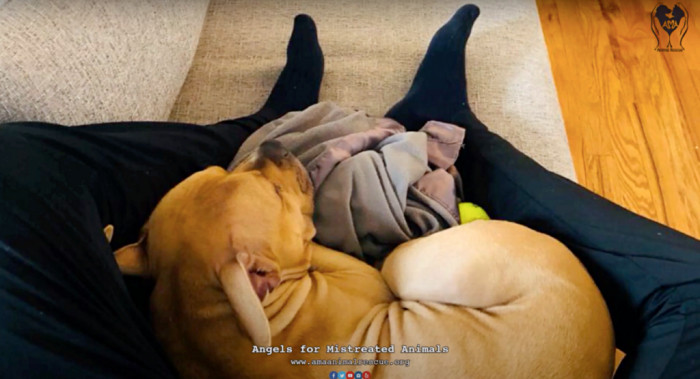 Even though Romeo is a very affectionate dog who loves every human he bonds with, the rescue still had trouble finding him his forever home that would care for him. Many applications did come in for the dog; however, a lot of these interested families backed down when they discovered Romeo's past injuries.