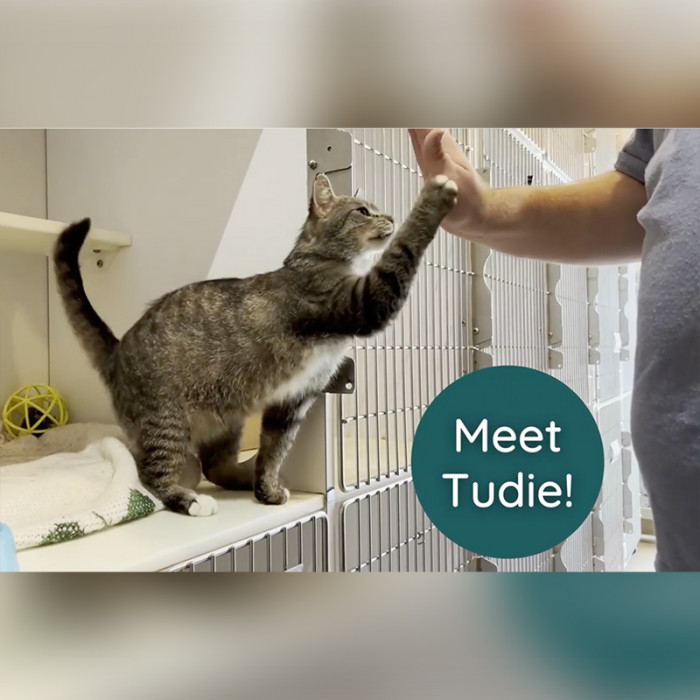 FELV+ Tudie Wins High-Five Contest
