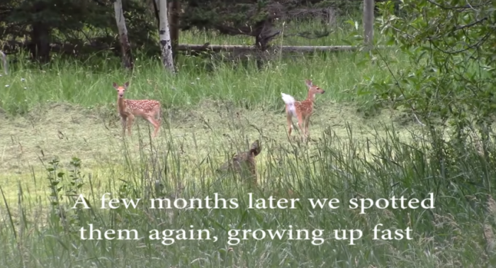 Months later, Darius spotted the young deer again. She was growing quickly and seemed to be thriving in her natural environment.