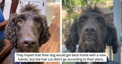 Mother Is Shocked At The Hilarious Haircut Her Dog Got Even Though It Launched Him Into Popularity